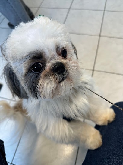 Toutou Palace, Toiletteur pour Animaux aux Fins