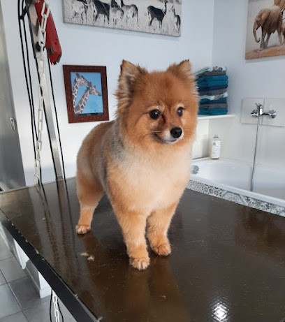 Salon Pascal, Toiletteur pour Animaux à Brest