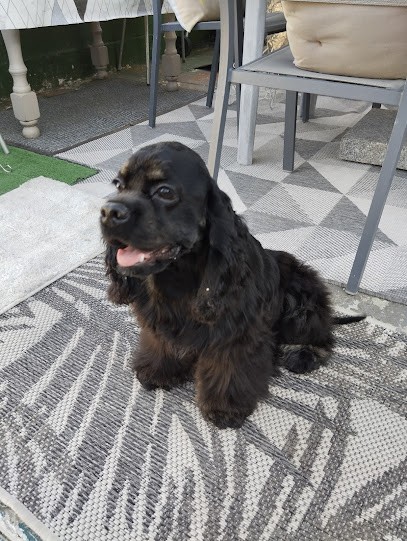 Au Canichou, Toiletteur pour Animaux à Saint-Amand-les-Eaux