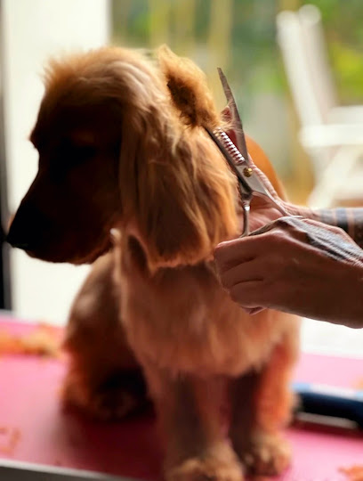 Alexandra Toilettage À Domicile Chien&Chat Toiletteur Pour Animaux à Villennes-sur-Seine