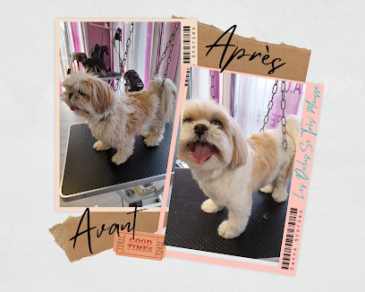 Salon De Toilettage Les Dodus Se Très' Mousse, Toiletteur pour Animaux à Rochechouart