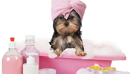 Toilettage Canin No Poils, Toiletteur pour Animaux à Trets