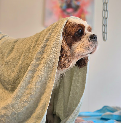 Mille Et Une Pattes, Toiletteur Pour Animaux à Doussay