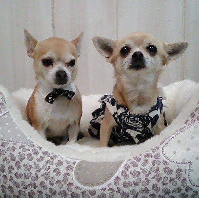 Toutou Net, Toiletteur pour Animaux à Saint-Marcellin