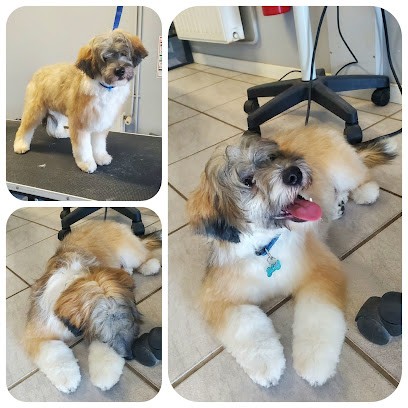 Cro'Mignon Toilettage Canin, Toiletteur pour Animaux à Mauperthuis