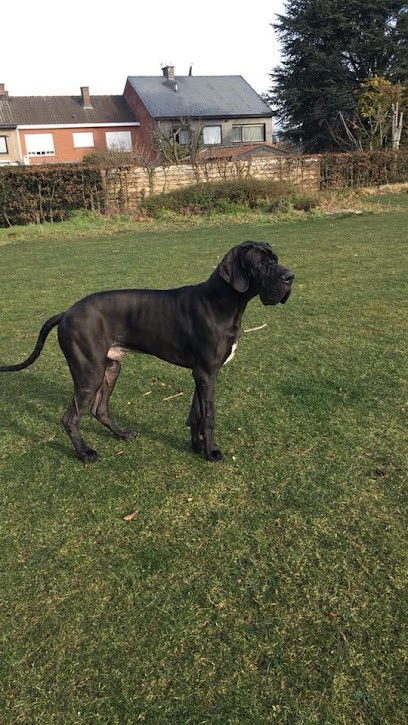 Au Palais Du Toilettage, Toiletteur pour Animaux à Wervicq-Sud