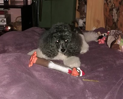 Aux Toutous De La Varenne, Toiletteur pour Animaux à Saint-Maur-des-Fossés