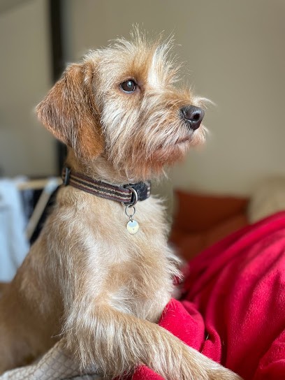 Dog Star, Toiletteur pour Animaux à Revel