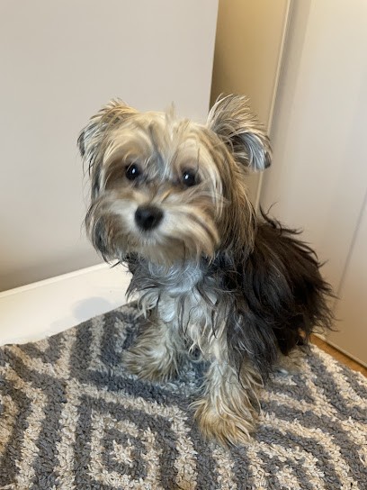 OPoil, Toiletteur pour Animaux à Lons