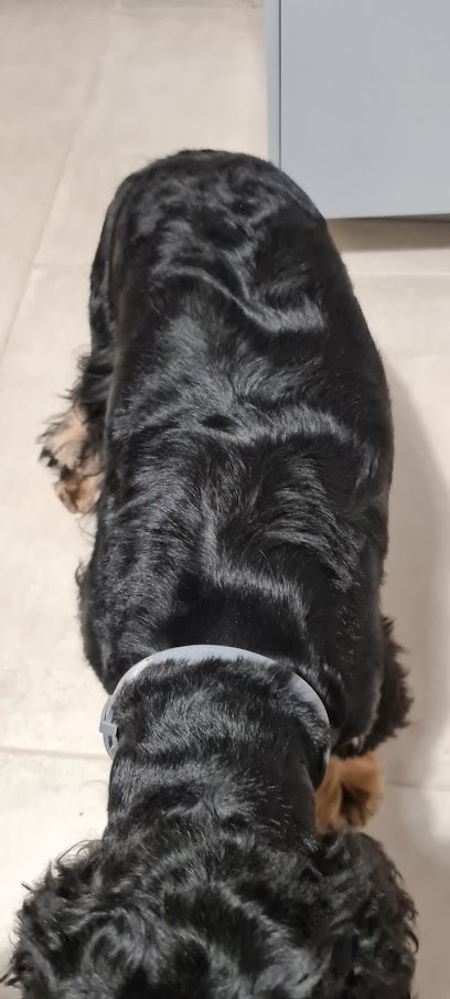 Atelier du Cabotin, Toiletteur pour Animaux à Vesoul