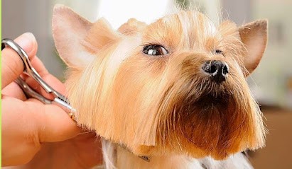 L ALLIANCE CANINE, Toiletteur pour Animaux à Lannoy