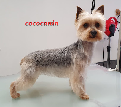 Coco Canin Vernet, Toiletteur Pour Animaux à Vernet