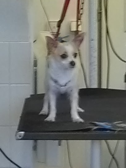 Le Bain de Toutou, Toiletteur pour Animaux à Nevers