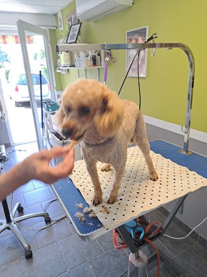 Dog's Martine, Toiletteur pour Animaux à Douchy-les-Mines