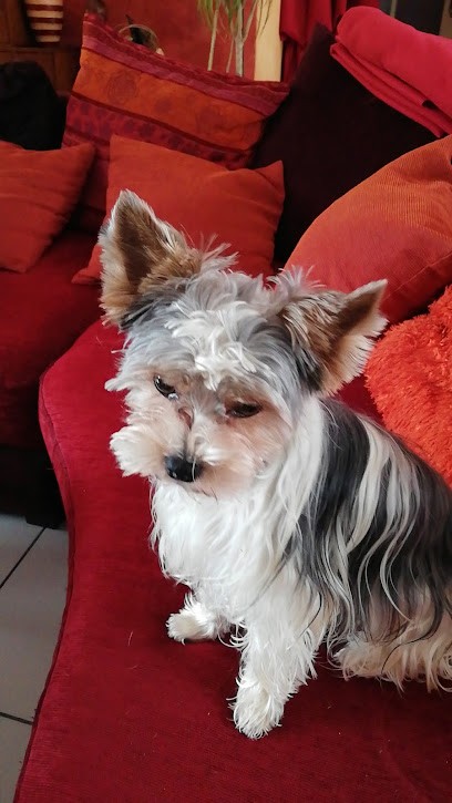 Star'Ouaf, Toiletteur pour Animaux à Vallet