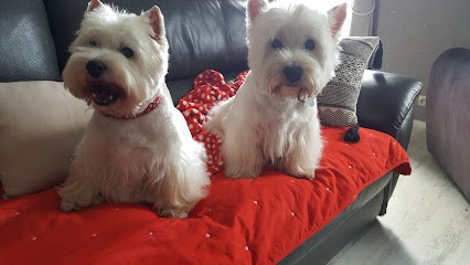 Styli'chien, Toiletteur pour Animaux à Nantes