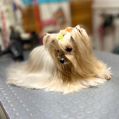 Style'Dogs Toilettage, Toiletteur pour Animaux à La Garde