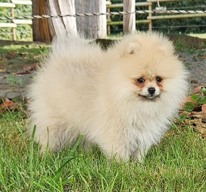 Toutou Net Beatrice, Toiletteur pour Animaux à Salies-de-Béarn