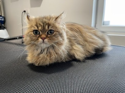 HAPPY DOG, Toiletteur pour Animaux à Leers