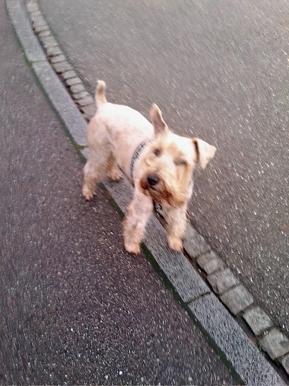 Canichic, Toiletteur pour Animaux à Metz
