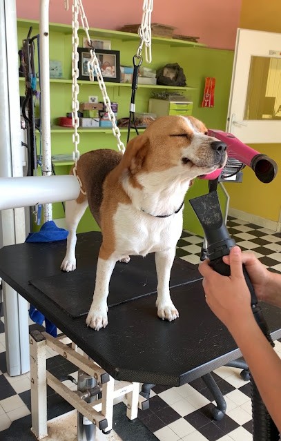 NADINE TOILETTAGE, Toiletteur pour Animaux à Thiers