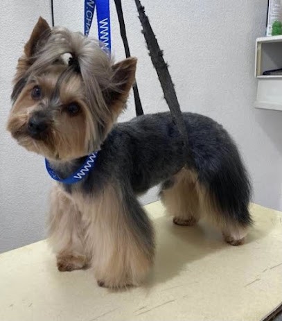 Guerin Duchet Veronique, Toiletteur pour Animaux à Thizy-les-Bourgs