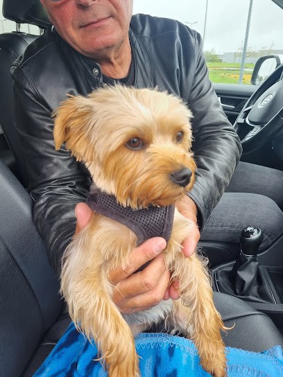 Tendance Canine, Toiletteur pour Animaux à Louannec
