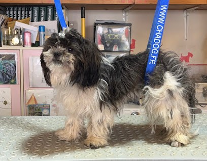 A L Eau Toutou, Toiletteur pour Animaux à Saint-Georges-d'Oléron