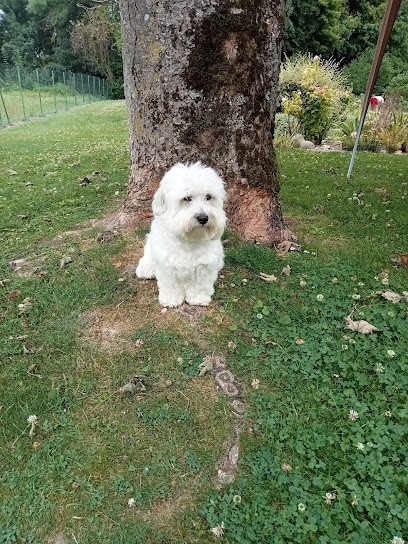 Au Royaume Canin, Toiletteur pour Animaux à Romilly-sur-Seine