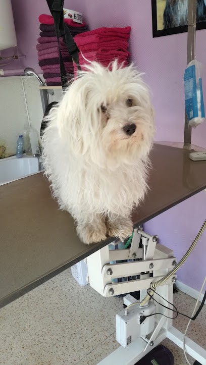 Malandain Brigitte, Toiletteur pour Animaux à Méricourt