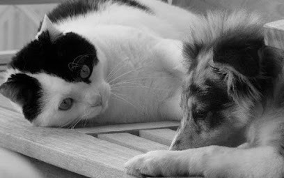 Barber Toilettage, Toiletteur pour Animaux à Vallauris