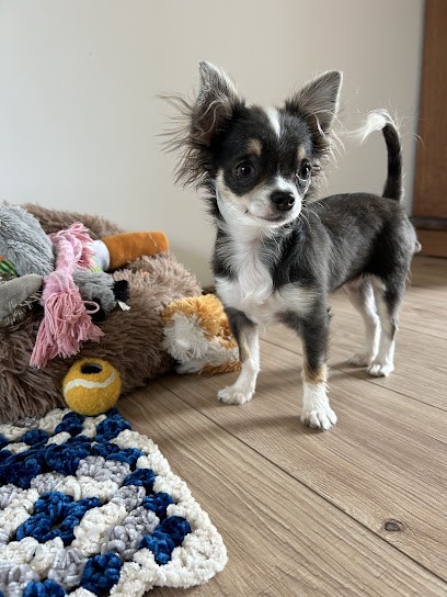 Aux Six'os d'Or, Toiletteur pour Animaux à Carhaix-Plouguer