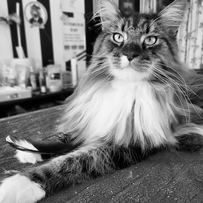 Capitaine Fourrure, Toiletteur pour Animaux à Périgny