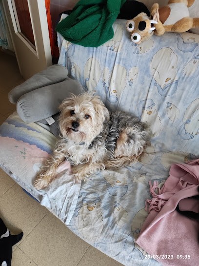 Toilet Club Corinne, Toiletteur pour Animaux à Bayonne