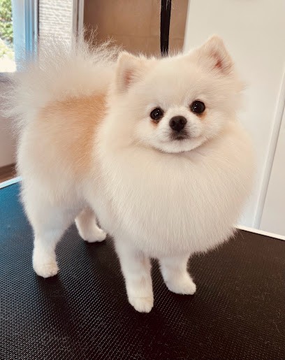 Bulle de Poils, Toiletteur pour Animaux à Fontenay-le-Pesnel