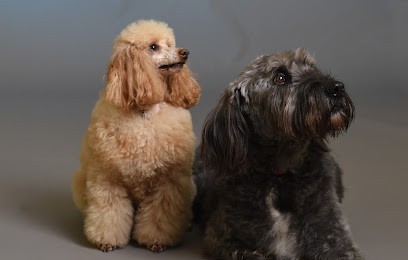 Alto'Poil, Toiletteur pour Animaux à Quintin