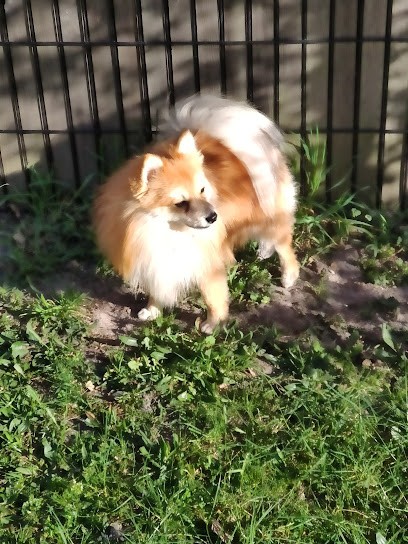 Dog's Studio, Toiletteur pour Animaux à Mérignac