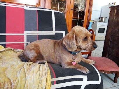 Elegance Toutou Minou, Toiletteur pour Animaux au Péage-de-Roussillon