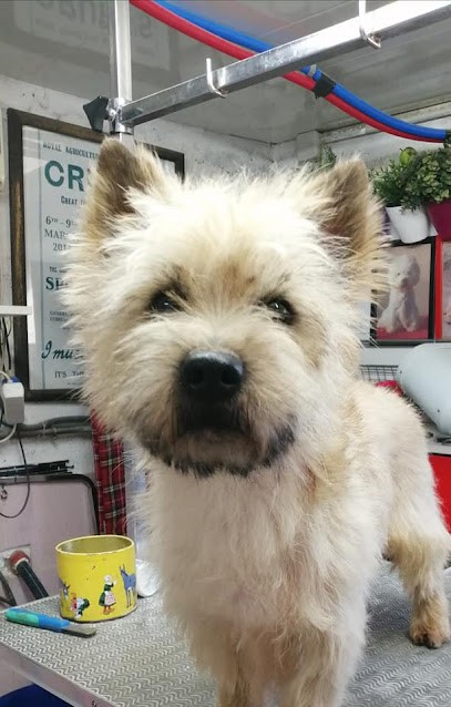 Pierrette Kerallan Toilettage, Toiletteur pour Animaux à Plounéour-Ménez