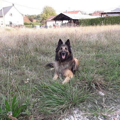 Club Quat'Pattes, Toiletteur pour Animaux à Manspach