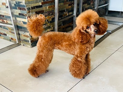 Canina Toilettage, Toiletteur pour Animaux à Palavas-les-Flots