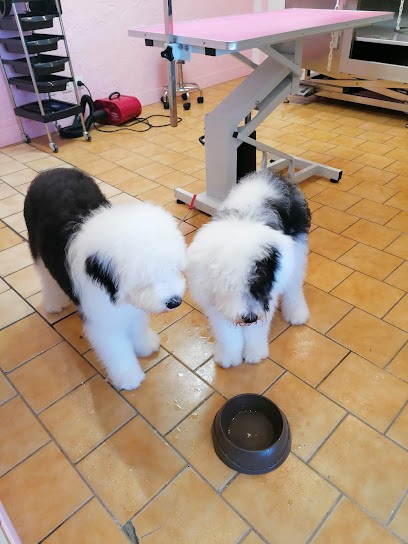 CANILYNE, Toiletteur pour Animaux à Xertigny