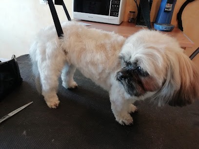 Emmanuelle Toilettage à Domicile, Toiletteur pour Animaux à Puget-Ville