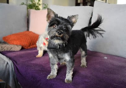 Canin Calin, Toiletteur pour Animaux à Saint-André-de-Sangonis