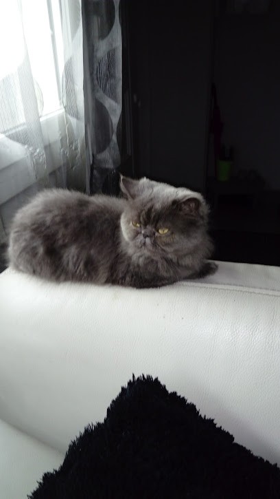 1000 et une patte, Toiletteur pour Animaux à Saint-Gérand-le-Puy