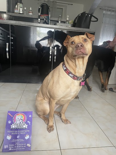 Chez Bilou et Minou, Toiletteur pour Animaux à Montigny-lès-Metz