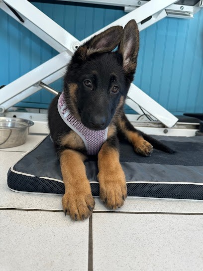 L'coupe Au Poil, Toiletteur pour Animaux à Saint-Denis-lès-Bourg