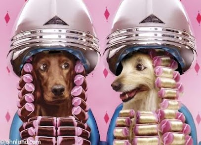 Au Salon, Toiletteur pour Animaux à Lisieux