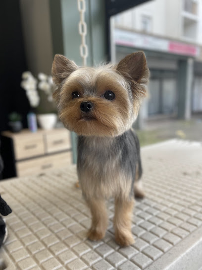 L'atelier Canin Toiletteur Pour Animaux à Beaumont