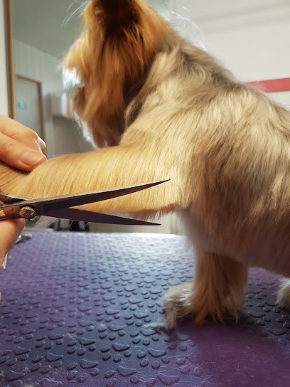 Canicat's, Toiletteur pour Animaux à Saint-Germain-lès-Arpajon